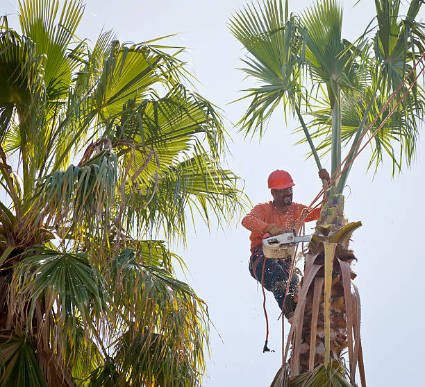 Best Tree Care Services  in USA